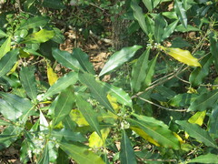 Cartrema americana