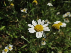 Anthemis arvensis