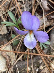 Viola pedata