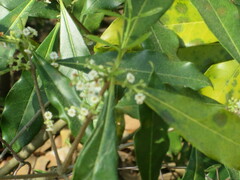 Cartrema americana