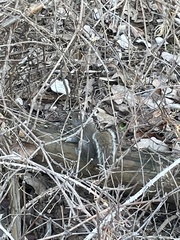 Sciuromorpha