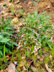 Phacelia