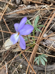 Viola pedata