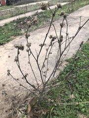 Vitex agnus-castus