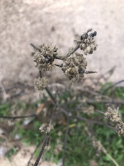 Vitex agnus-castus