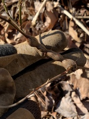 Neolasioptera nodulosa