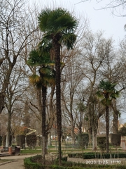 Trachycarpus fortunei