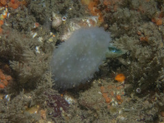 Phlebobranchia