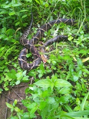 Bothrops