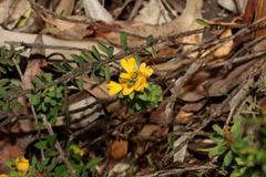 Pultenaea tuberculata