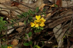 Pultenaea tuberculata