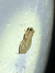 Pelodryadidae