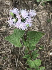 Tamaulipa azurea