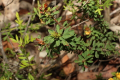 Pultenaea tuberculata