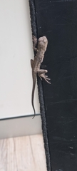 Amphibolurinae