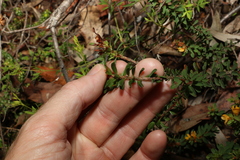 Pultenaea tuberculata