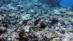 Chlorurus japanensis