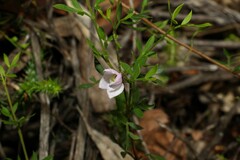 Boronia floribunda