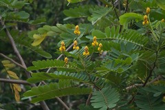 Senna reticulata