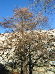 Alnus lusitanica