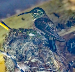 Oreotrochilus chimborazo