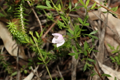 Boronia floribunda