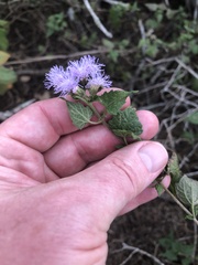Tamaulipa azurea