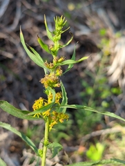 Solidago leavenworthii
