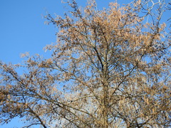 Alnus lusitanica