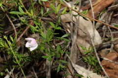 Boronia floribunda