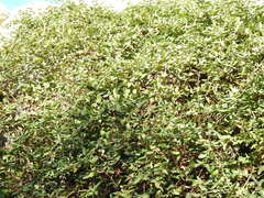 Lonicera