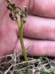 Sceptridium lunarioides