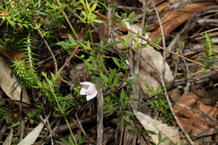 Boronia floribunda