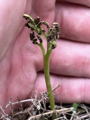 Sceptridium lunarioides