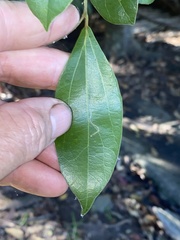 Cryptocarya triplinervis