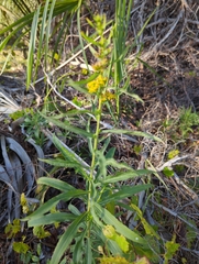 Solidago leavenworthii