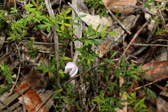 Boronia floribunda