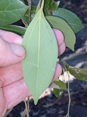 Cryptocarya triplinervis