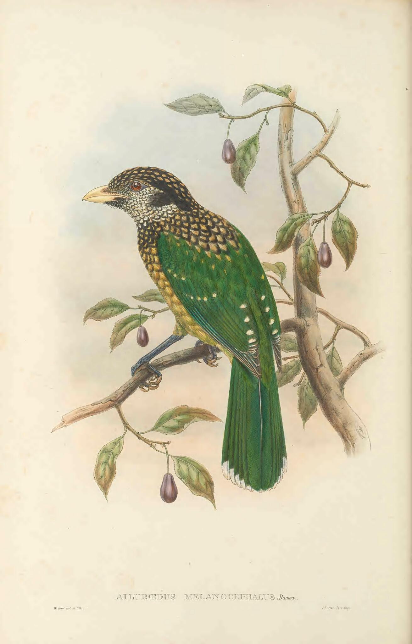 Black-capped Catbird illustration
