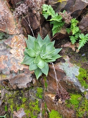 Dudleya cymosa