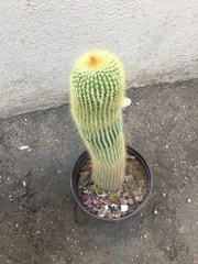 Parodia lenninghausii