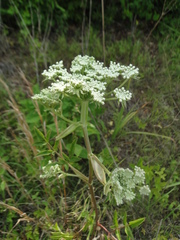 Angelica venenosa