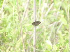 Erynnis zarucco