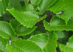 Bibio albipennis