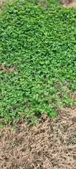 Dichondra repens