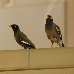 Acridotheres tristis