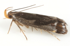 Dichomeris ochripalpella