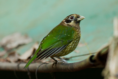 Black-Eared Catbird photo 3