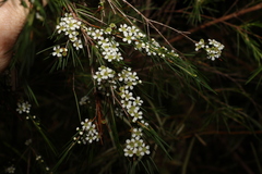 Baeckea linifolia
