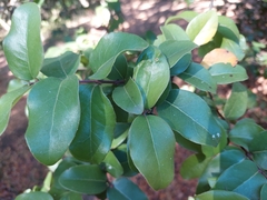 Cryptocarya alba
